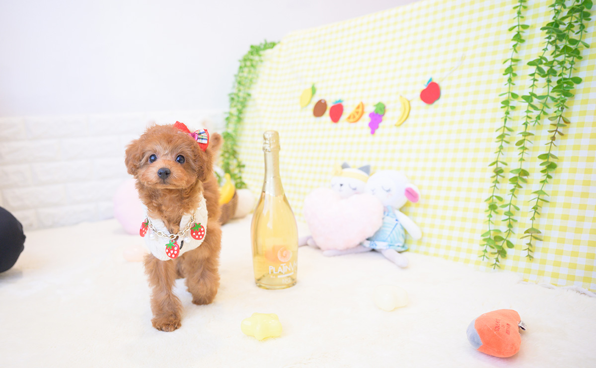 トイプードルのレッドの女の子｜2025年12月3日生まれ｜No.11116｜画像3枚目