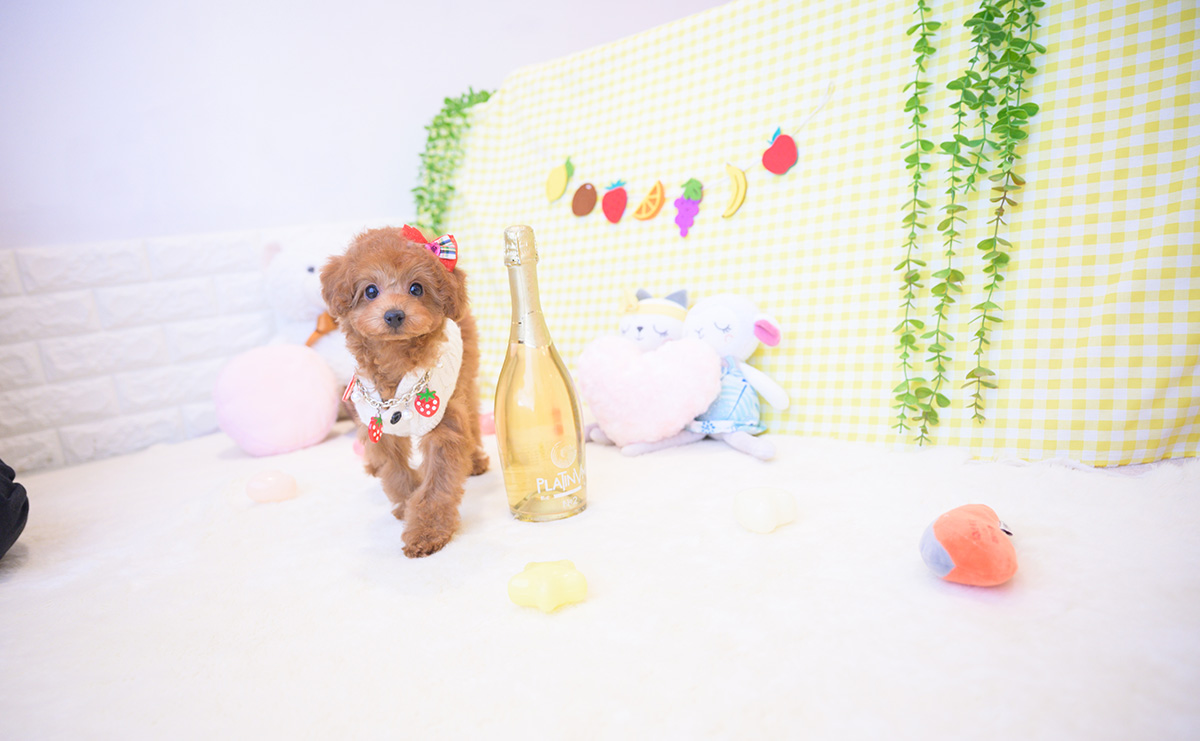 トイプードルのレッドの女の子｜2025年12月3日生まれ｜No.11116｜画像4枚目