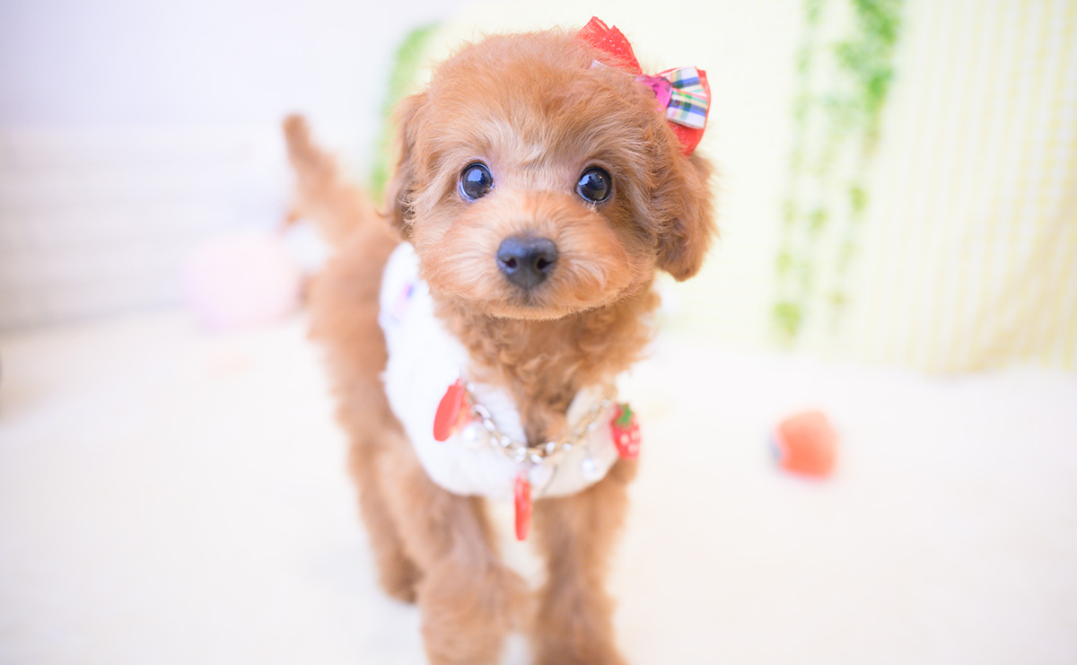 トイプードルのレッドの女の子｜2025年12月3日生まれ｜No.11116｜画像5枚目