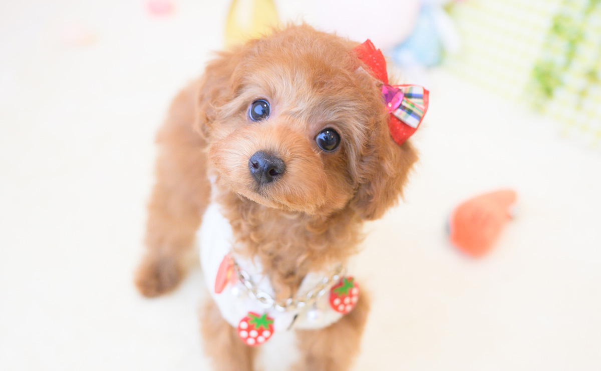 トイプードルのレッドの女の子｜2025年12月3日生まれ｜No.11116｜画像6枚目