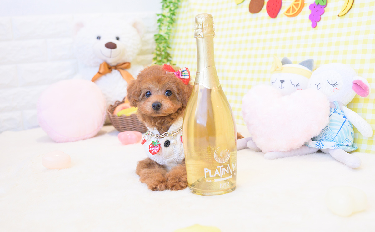 トイプードルのレッドの女の子｜2025年12月3日生まれ｜No.11116｜画像7枚目