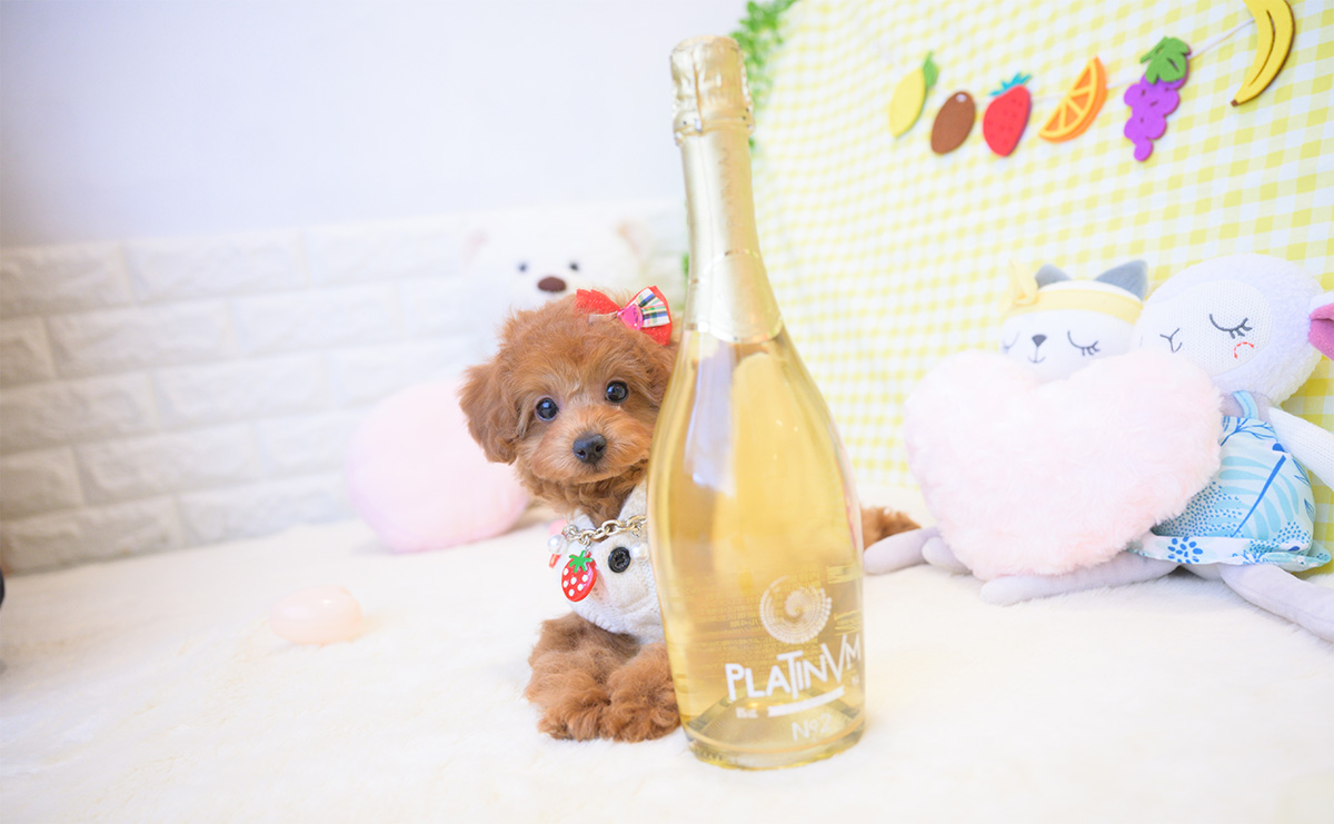 トイプードルのレッドの女の子｜2025年12月3日生まれ｜No.11116｜画像9枚目