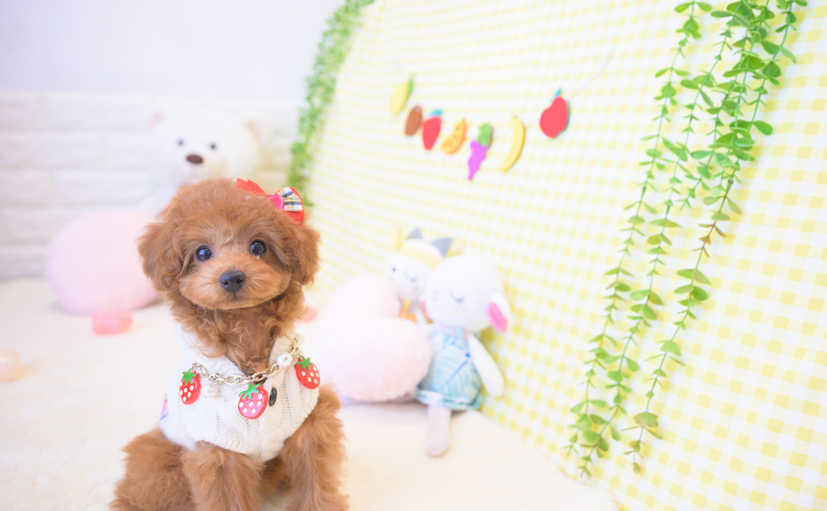 トイプードルのレッドの女の子｜2025年12月3日生まれ｜No.11116｜画像0枚目