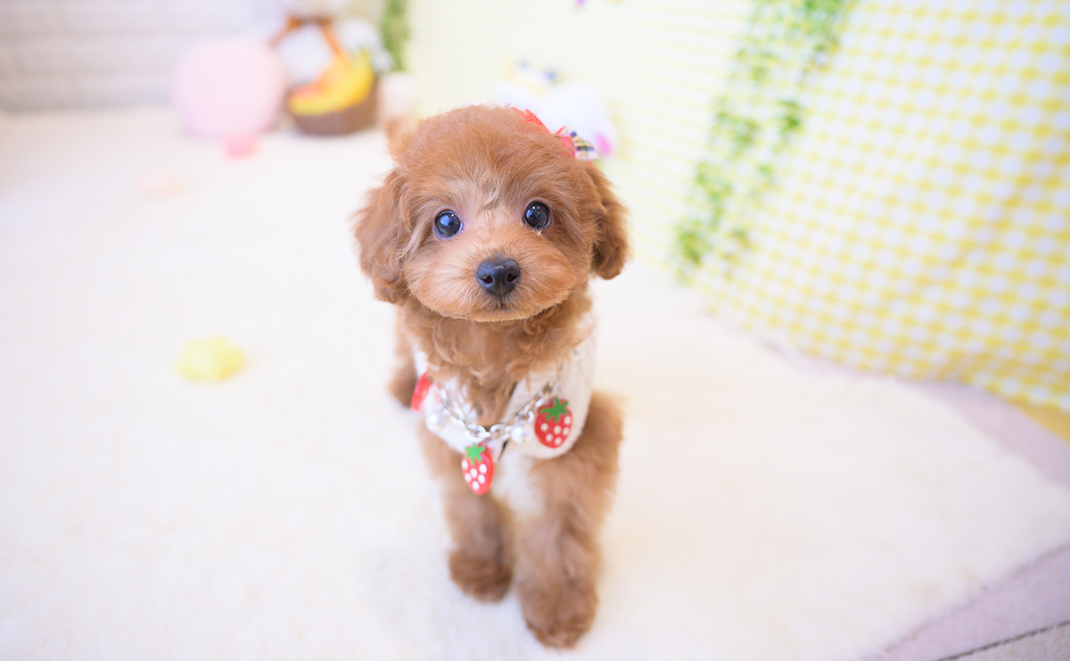 トイプードルのレッドの女の子｜2025年12月3日生まれ｜No.11116｜画像1枚目