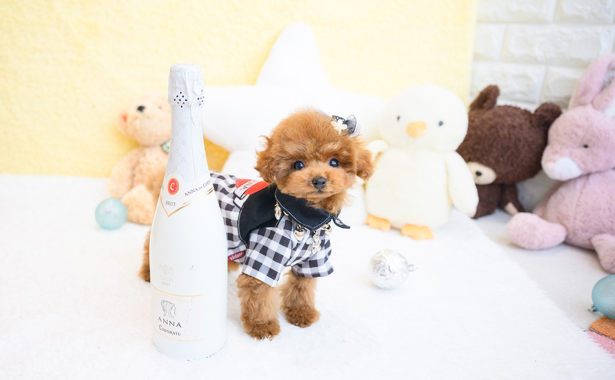 ティーカッププードルのレッドの男の子｜2025年11月30日生まれ｜No.11119｜画像0枚目