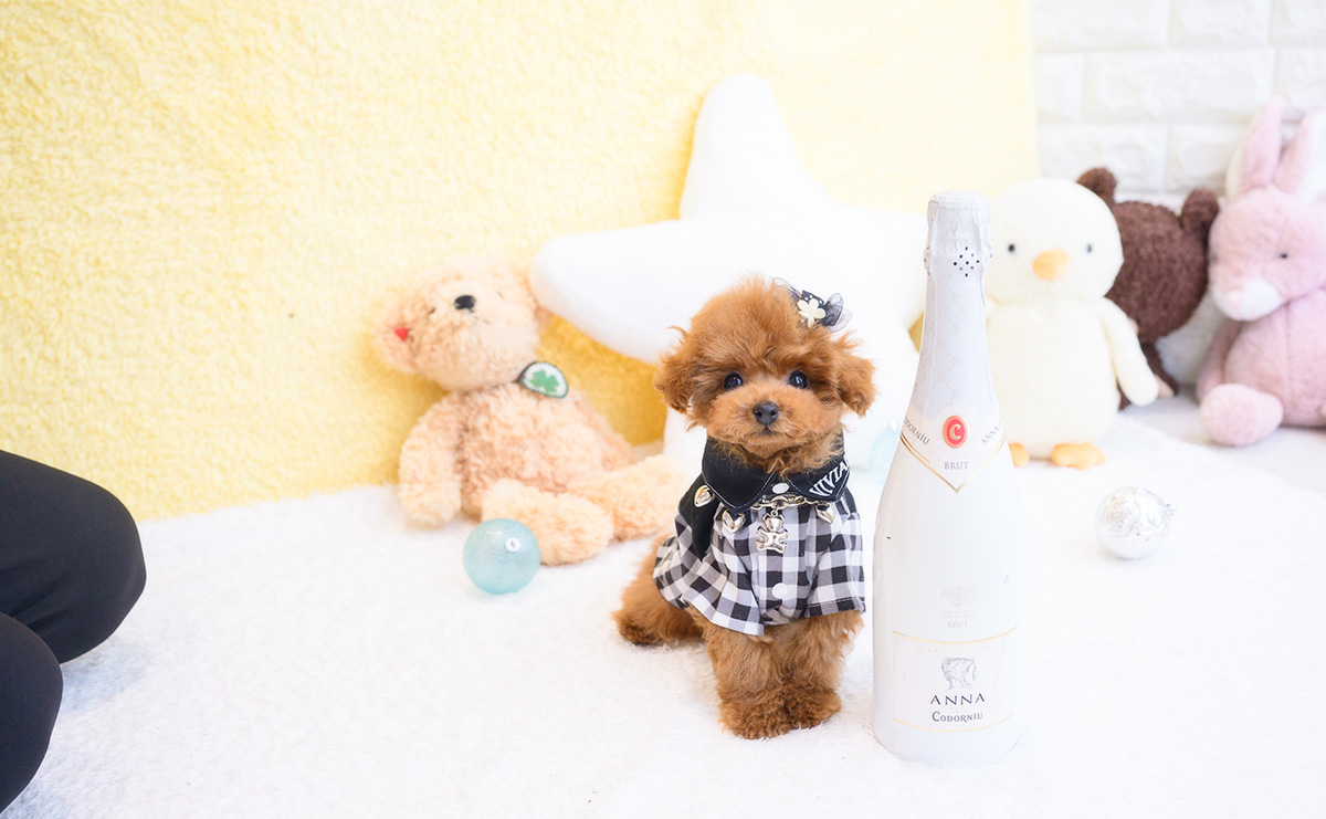 ティーカッププードルのレッドの男の子｜2025年11月30日生まれ｜No.11119｜画像1枚目