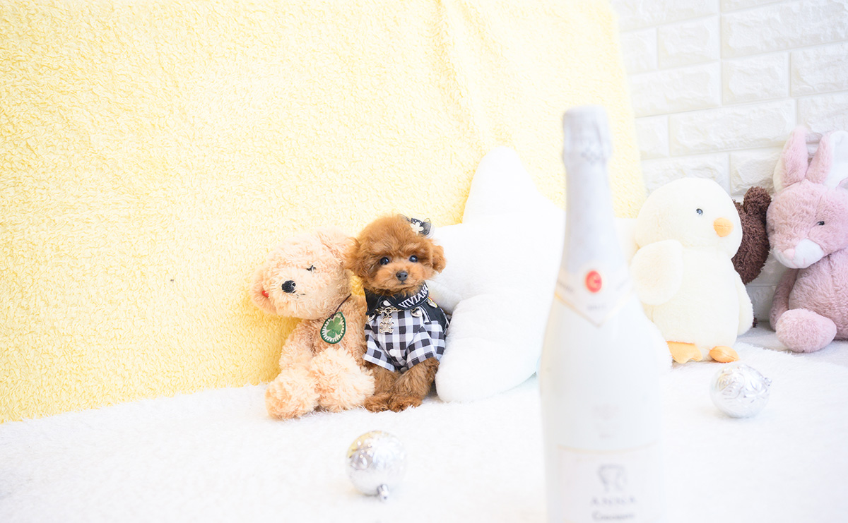 ティーカッププードルのレッドの男の子｜2025年11月30日生まれ｜No.11119｜画像2枚目