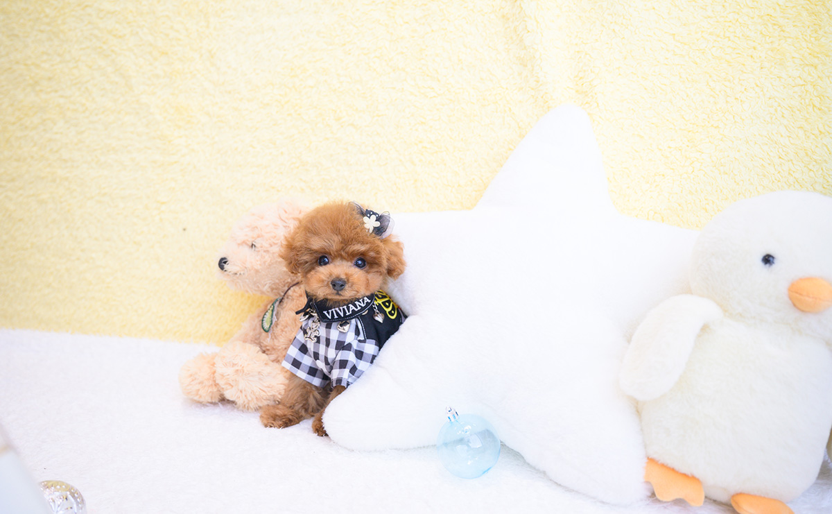 ティーカッププードルのレッドの男の子｜2025年11月30日生まれ｜No.11119｜画像3枚目