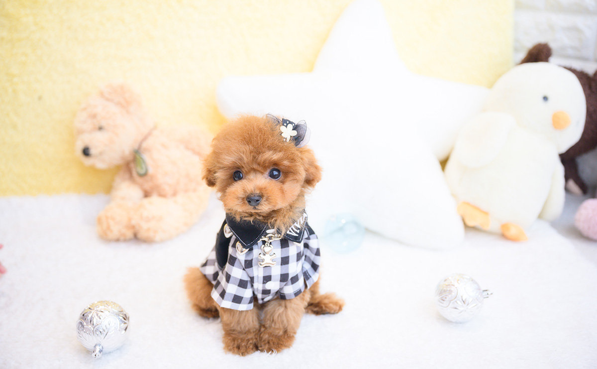 ティーカッププードルのレッドの男の子｜2025年11月30日生まれ｜No.11119｜画像4枚目