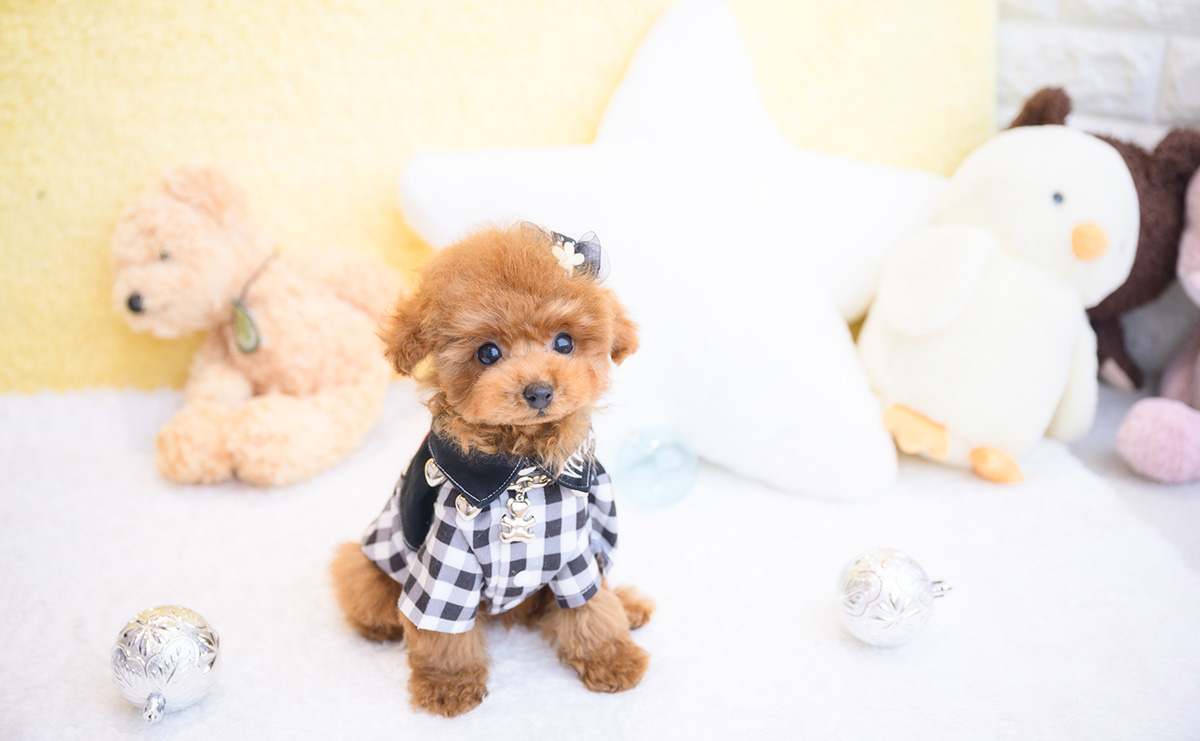 ティーカッププードルのレッドの男の子｜2025年11月30日生まれ｜No.11119｜画像5枚目