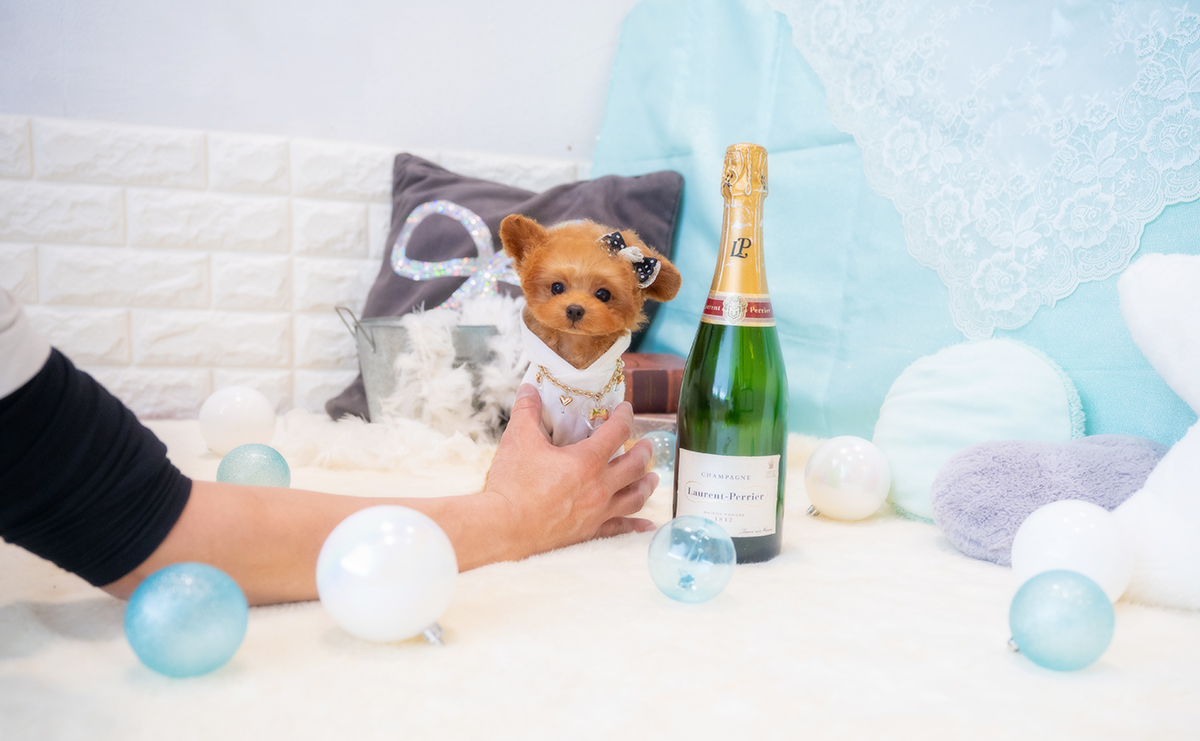 ティーカッププードルのレッドの男の子｜2025年12月7日生まれ｜No.11126｜画像1枚目