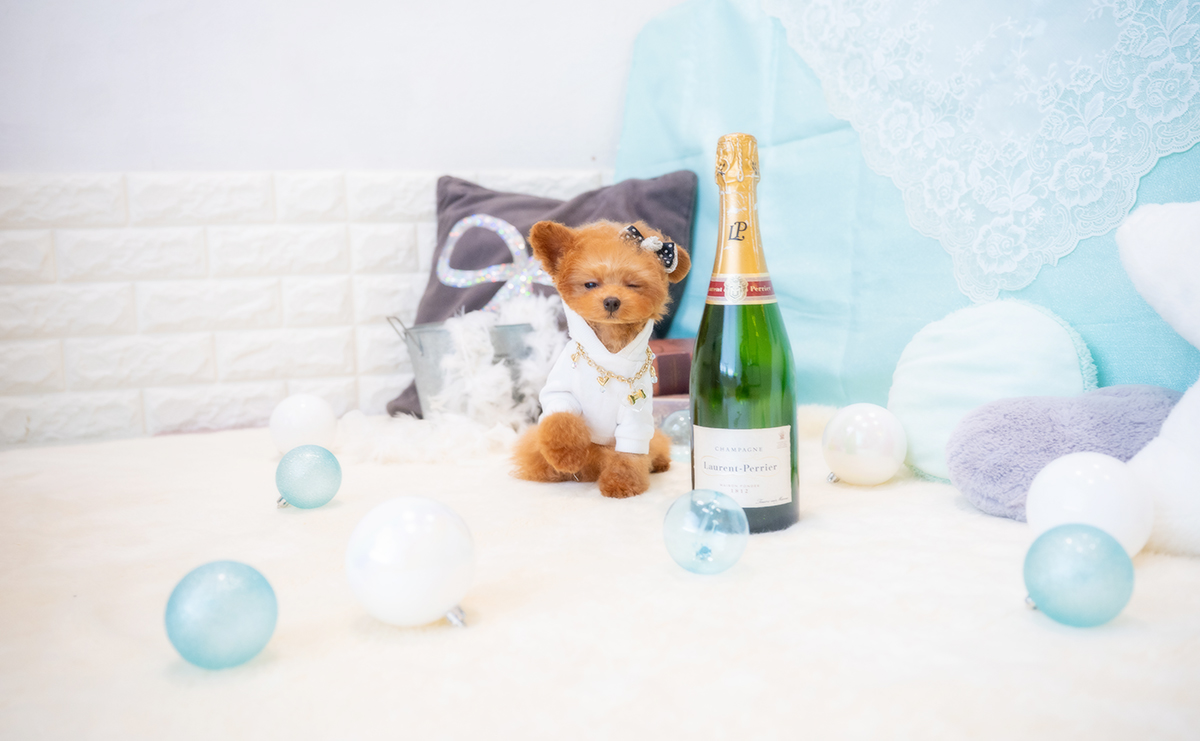 ティーカッププードルのレッドの男の子｜2025年12月7日生まれ｜No.11126｜画像3枚目