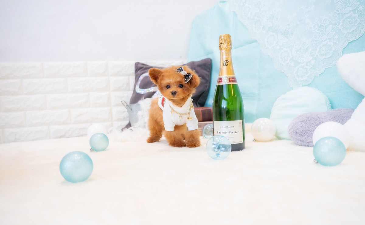 ティーカッププードルのレッドの男の子｜2025年12月7日生まれ｜No.11126｜画像5枚目