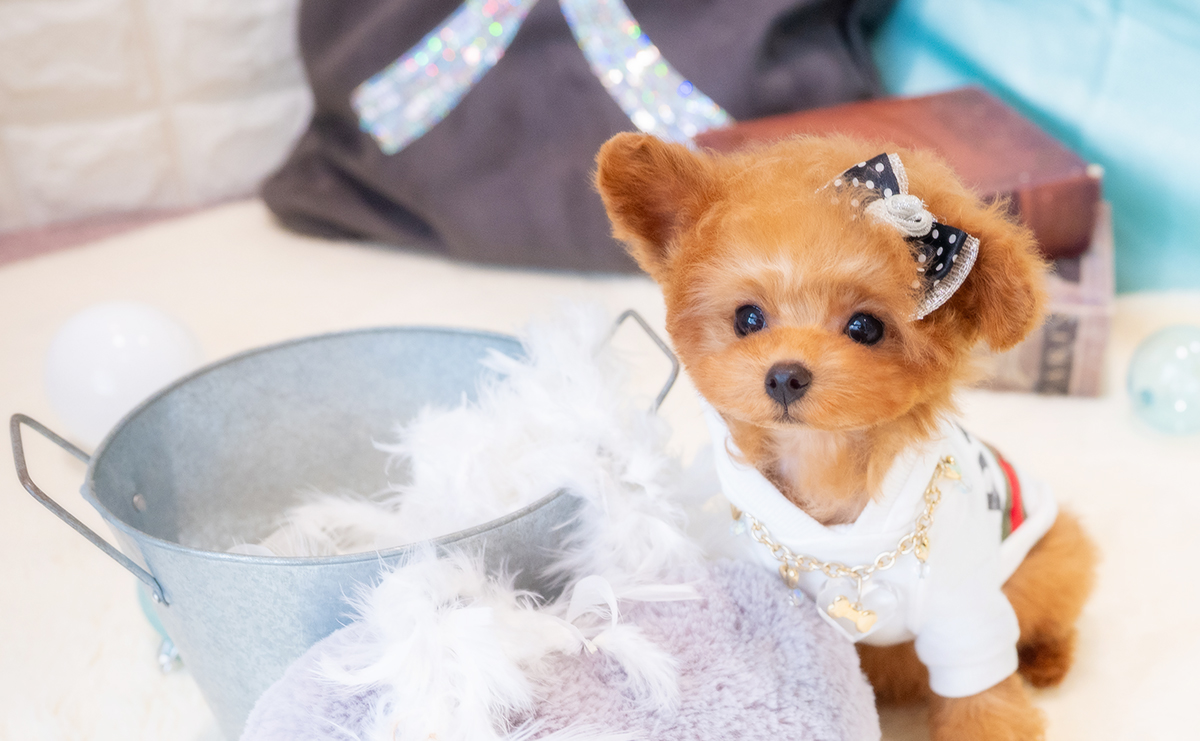 ティーカッププードルのレッドの男の子｜2025年12月7日生まれ｜No.11126｜画像2枚目