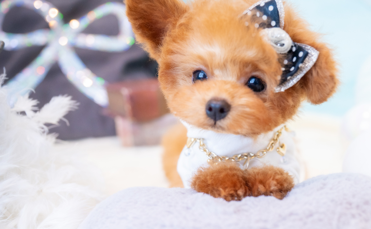 ティーカッププードルのレッドの男の子｜2025年12月7日生まれ｜No.11126｜画像4枚目