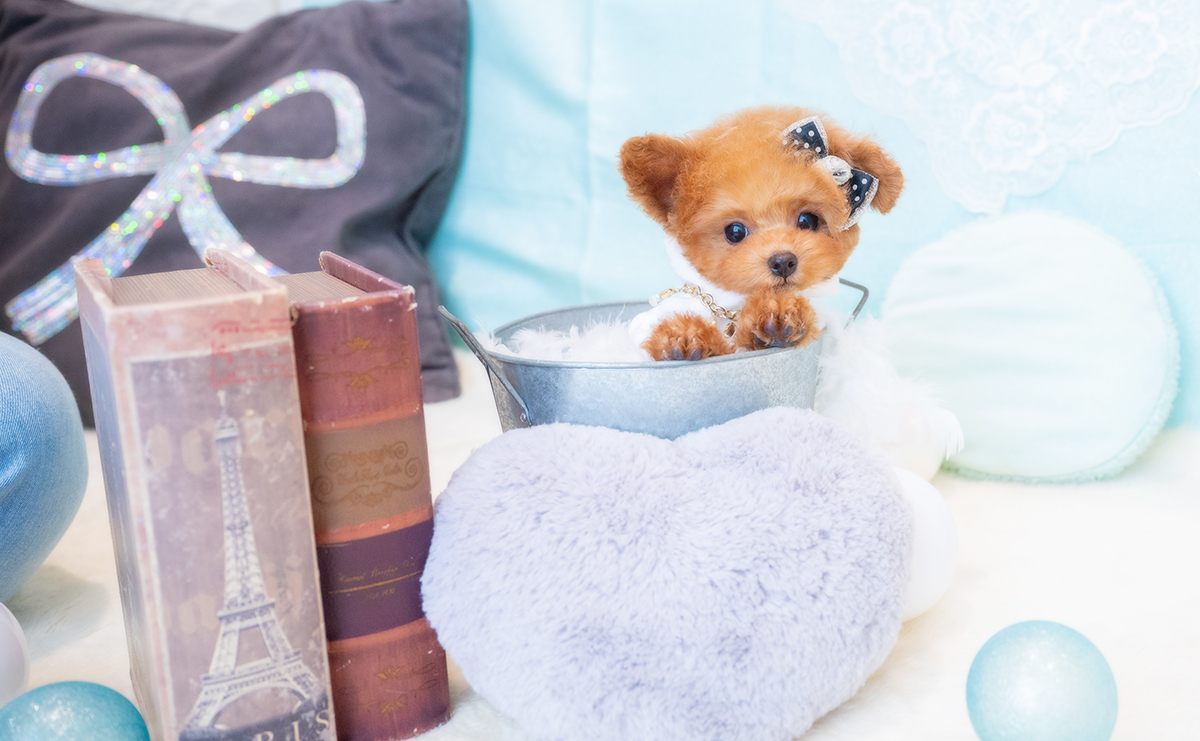 ティーカッププードルのレッドの男の子｜2025年12月7日生まれ｜No.11126｜画像6枚目