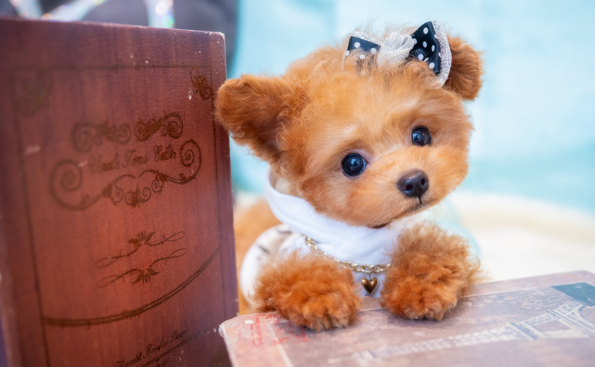 ティーカッププードルのレッドの男の子｜2025年12月7日生まれ｜No.11126｜画像0枚目