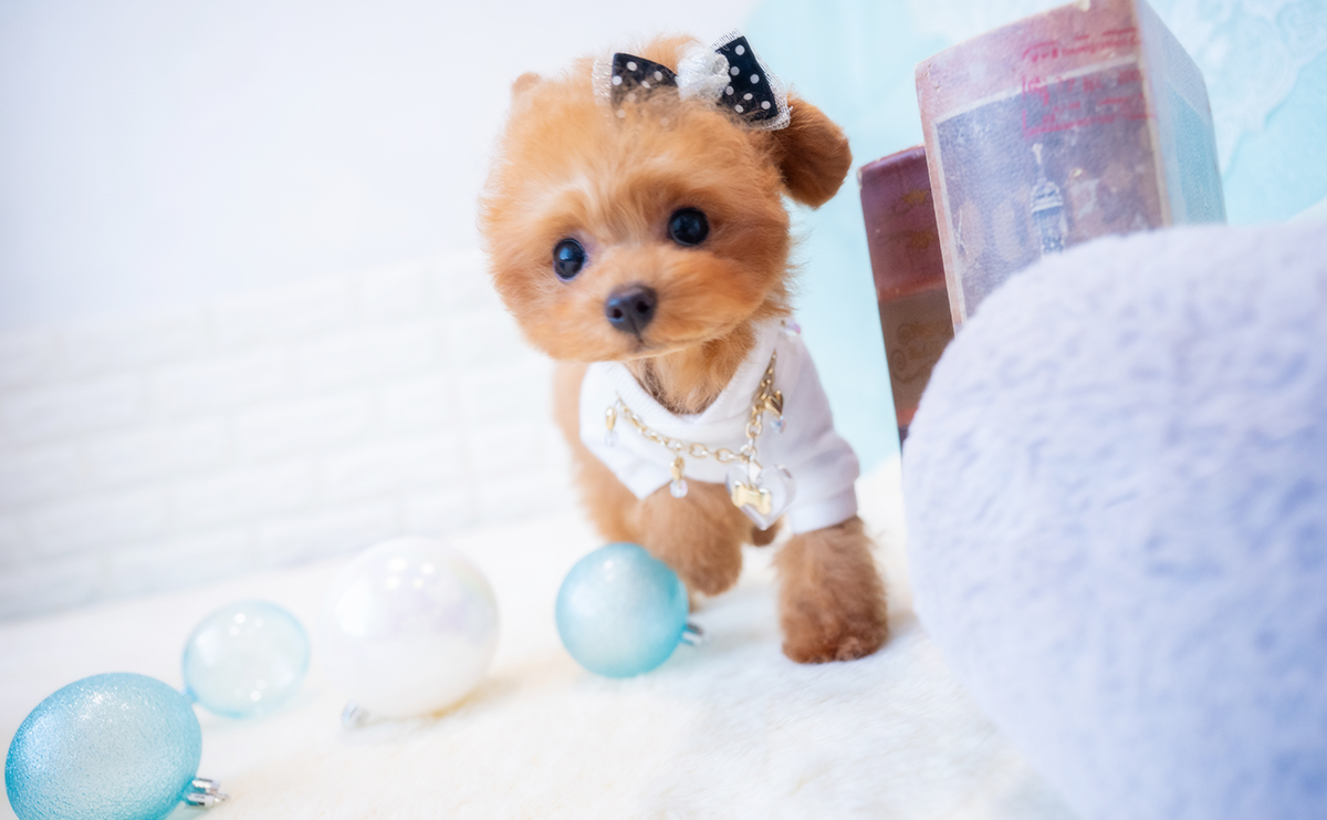 ティーカッププードルのレッドの男の子｜2025年12月7日生まれ｜No.11126｜画像7枚目