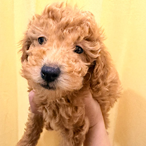 トイプードルのレッドの男の子｜2026年1月5日生まれ｜No.11137｜画像0枚目