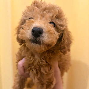 トイプードルのレッドの男の子｜2026年1月5日生まれ｜No.11137｜画像1枚目