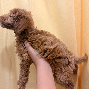 トイプードルのレッドの男の子｜2026年1月5日生まれ｜No.11137｜画像3枚目