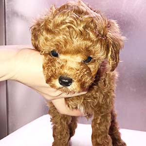 トイプードルのレッドの男の子｜2026年1月19日生まれ｜No.11133｜画像0枚目