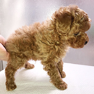 トイプードルのレッドの男の子｜2026年1月19日生まれ｜No.11133｜画像1枚目