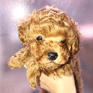 トイプードルのレッドの男の子｜2026年1月19日生まれ｜No.11133｜画像2枚目