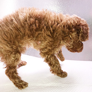 トイプードルのレッドの男の子｜2026年1月19日生まれ｜No.11133｜画像3枚目