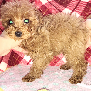 タイニープードルのレッドの女の子|2025年12月30日生まれ|No.11128|画像0枚目