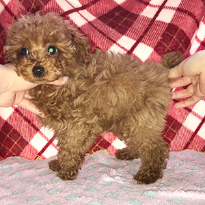 タイニープードルのレッドの女の子|2025年12月30日生まれ|No.11128|画像1枚目