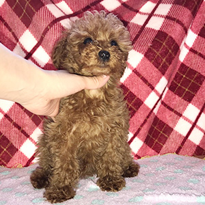 タイニープードルのレッドの女の子｜2025年12月30日生まれ｜No.11128｜画像3枚目