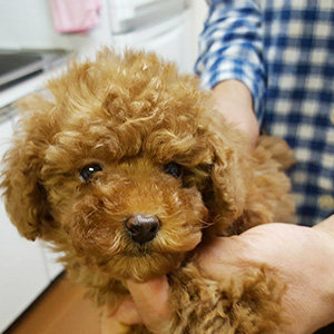 タイニープードルのレッドの男の子|2026年1月6日生まれ|No.11129|画像0枚目