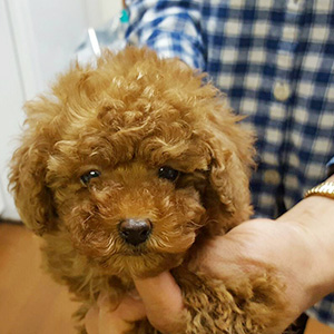 タイニープードルのレッドの男の子|2026年1月6日生まれ|No.11129|画像1枚目