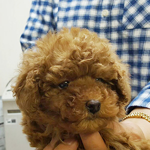 タイニープードルのレッドの男の子|2026年1月6日生まれ|No.11129|画像2枚目