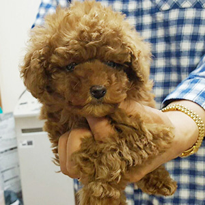 タイニープードルのレッドの男の子｜2026年1月6日生まれ｜No.11129｜画像3枚目