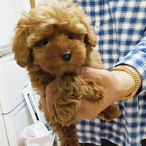 タイニープードルのレッドの男の子｜2026年1月6日生まれ｜No.11132｜画像0枚目