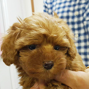 タイニープードルのレッドの男の子｜2026年1月6日生まれ｜No.11132｜画像1枚目