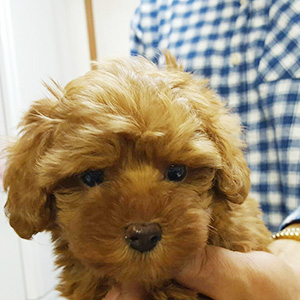 タイニープードルのレッドの男の子｜2026年1月6日生まれ｜No.11132｜画像2枚目