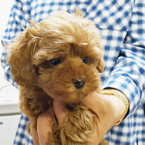 タイニープードルのレッドの男の子｜2026年1月6日生まれ｜No.11132｜画像3枚目