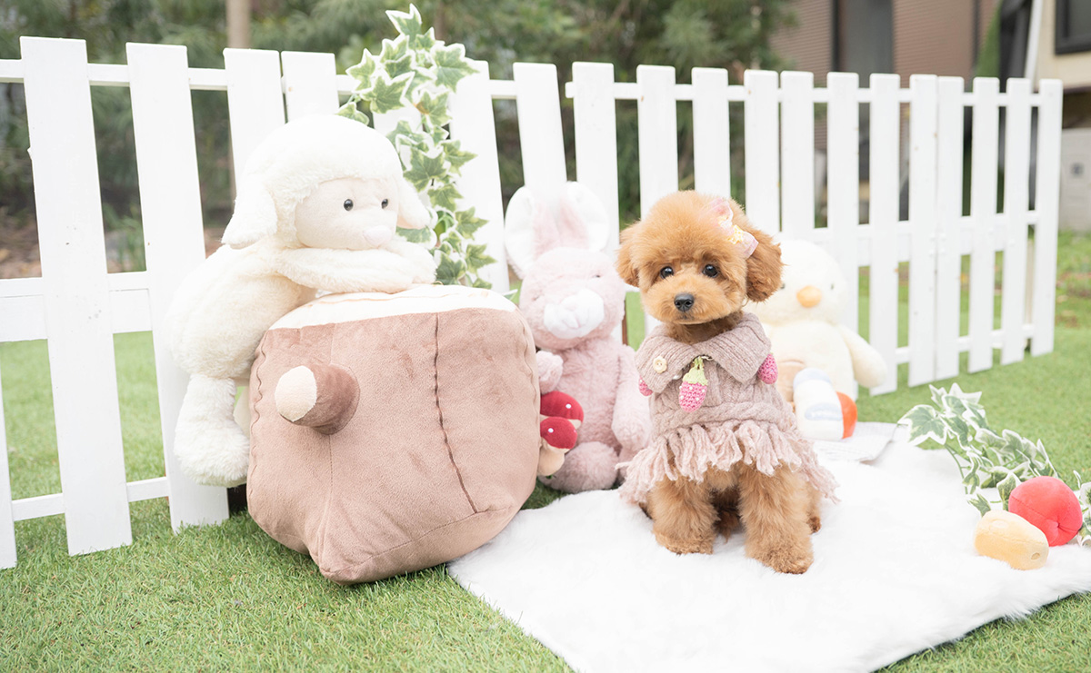 トイプードルのレッドの女の子｜2025年11月17日生まれ｜No.11130｜画像1枚目