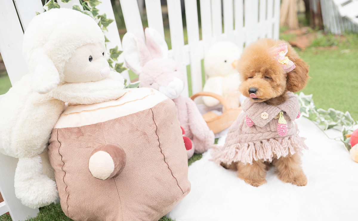 トイプードルのレッドの女の子｜2025年11月17日生まれ｜No.11130｜画像2枚目