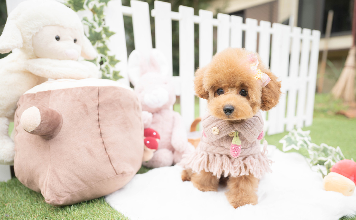 トイプードルのレッドの女の子｜2025年11月17日生まれ｜No.11130｜画像3枚目