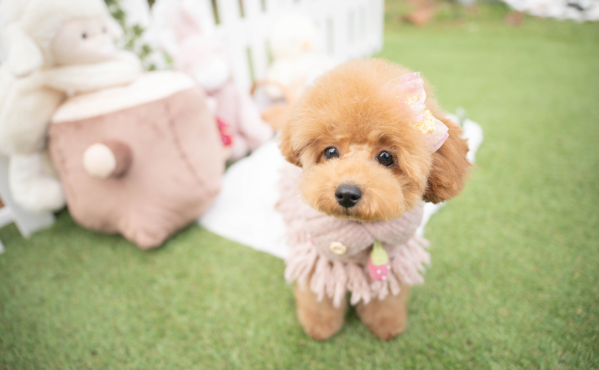 トイプードルのレッドの女の子｜2025年11月17日生まれ｜No.11130｜画像4枚目