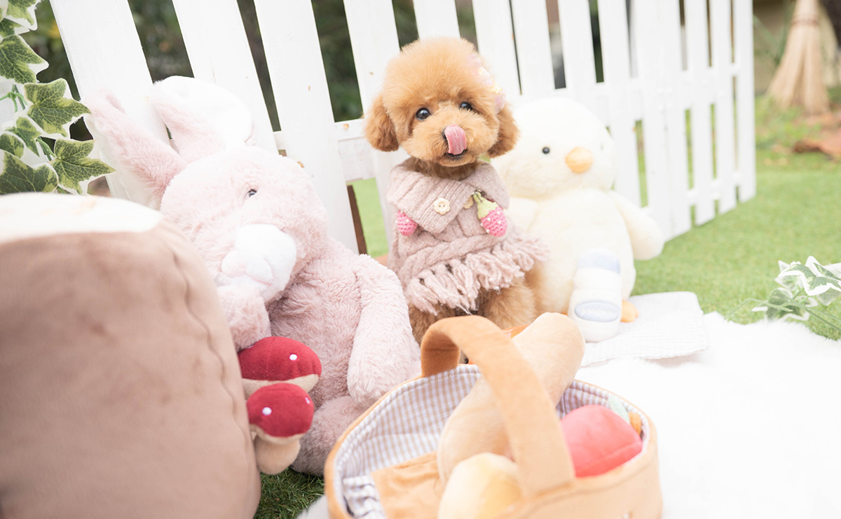 トイプードルのレッドの女の子｜2025年11月17日生まれ｜No.11130｜画像5枚目