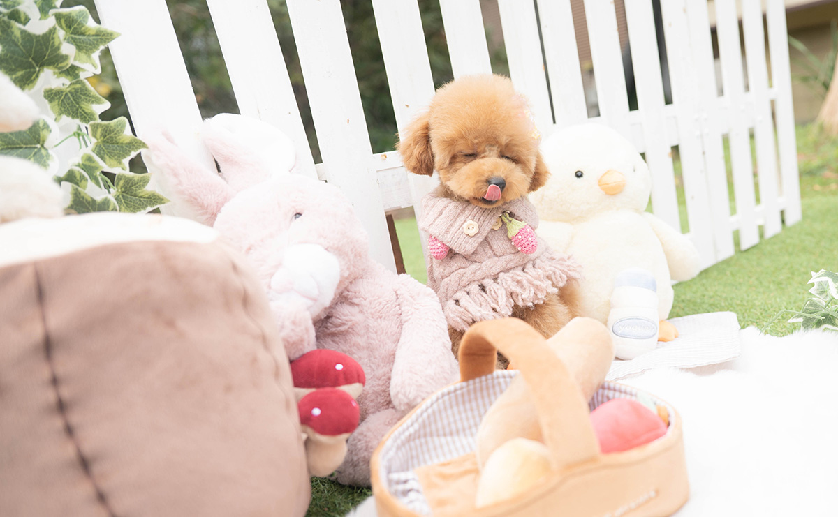 トイプードルのレッドの女の子｜2025年11月17日生まれ｜No.11130｜画像6枚目