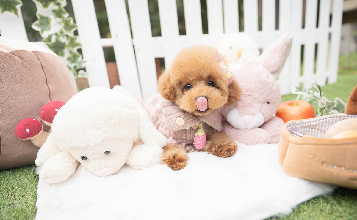 トイプードルのレッドの女の子｜2025年11月17日生まれ｜No.11130｜画像0枚目