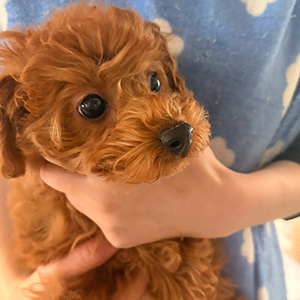 トイプードルのレッドの男の子｜2025年12月22日生まれ｜No.11140｜画像0枚目
