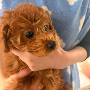 トイプードルのレッドの男の子｜2025年12月22日生まれ｜No.11140｜画像1枚目