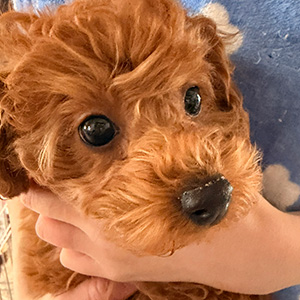 トイプードルのレッドの男の子｜2025年12月22日生まれ｜No.11140｜画像2枚目